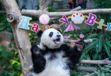 Giant Panda “Yi Yi” Celebrates Second Birthday in Malaysia