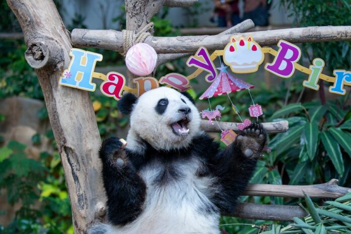 Giant panda Yi Yi enjoys the birthday meal at Malaysia's National Zoo near Kuala Lumpur, Malaysia, Jan. 14, 2020. (Xinhua/Zhu Wei)