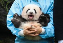 Two Pandas Born in Belgium Named ‘Panda Cub of the Year’