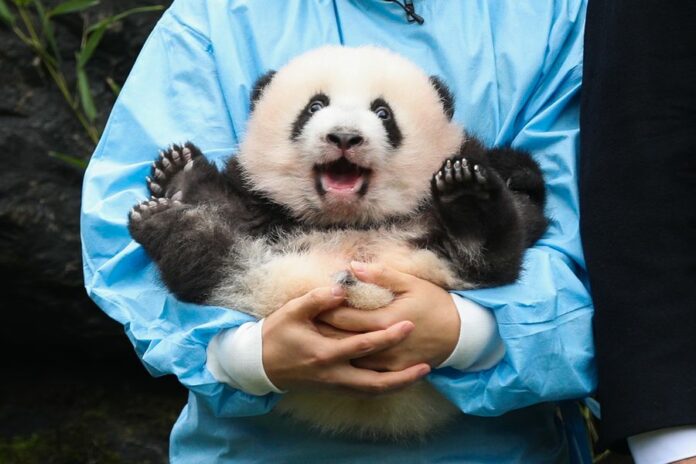 A zookeeper holds the panda