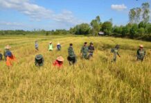 Thai Rice Export Expected to Drop This Year