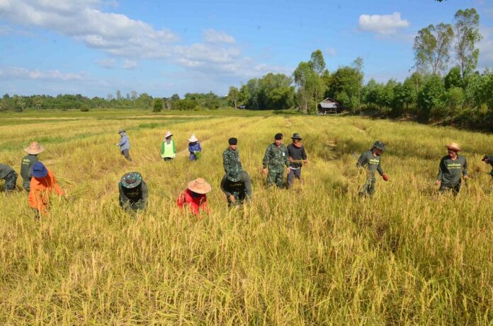 Soldiers and farmers harvest rice in Kalasin province, Nov. 12, 2016.
