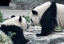 China Recruits Pandas to Inspire Coronavirus Patients