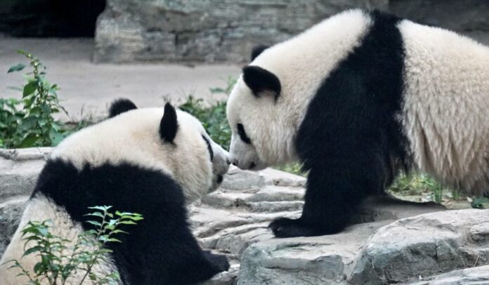 Giant panda twins Mengbao and Mengyu are seen at their new home at the Beijing Zoo in Beijing, capital of China, Oct. 13, 2019. (Xinhua/Li Xin)