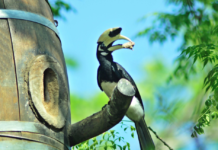 Siam Winery Continues on With Development of Hornbill Nests From Recycled Wine Barrel