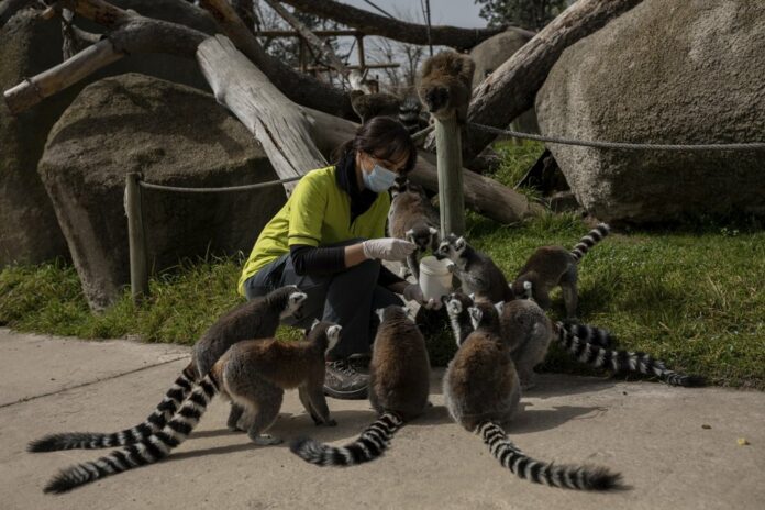 Veterinary Eva Martinez feeds lemurs during a daily check up at the Madrid Zoo, Spain, Thursday, March 19, 2020. (AP Photo/Bernat Armangue)