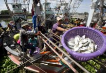 UN Sees Improvement in Thailand’s Seafood Labor Condition