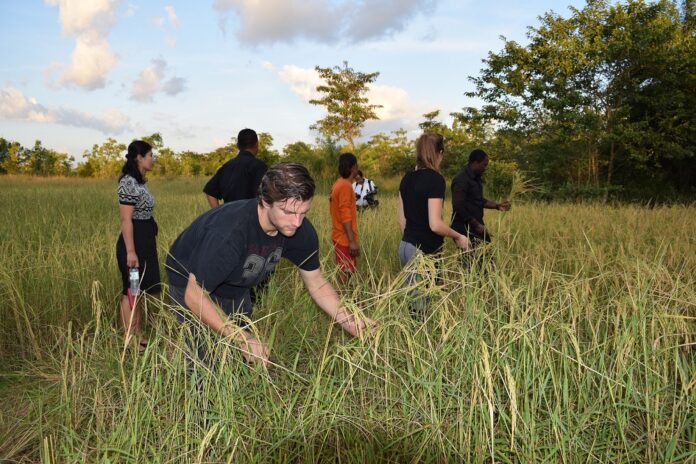 Foreign teachers participate in rice harvesting activities on Nov. 15, 2016, in Sa Kaeo province.