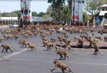 Lopburi’s Monkeys Food War Blamed on Plunge in Tourism
