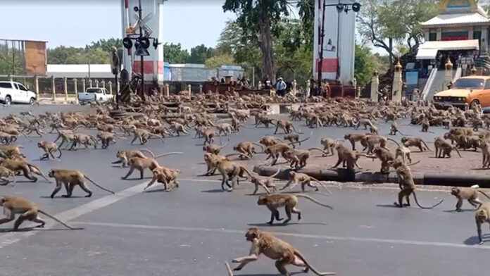 Monkeys in the streets of Lopburi city on March 11, 2020. Photo: Sasaluk Rattanachai / Facebook