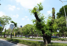 City Workers Chainsawed Trees on Wireless Road, Environment Debate Ensues