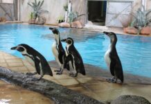 Visit Thailand’s Zoos Via Livestream During COVID-19 Pandemic