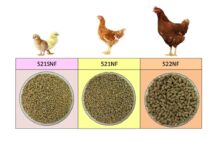 CPF Unveils “Eco-Friendly” Chicken Feed That Promises Lower CO2 Emissions