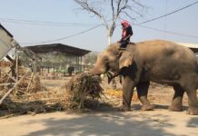 Tourist-Fed Elephants Low on Food As Pandemic Closes Site