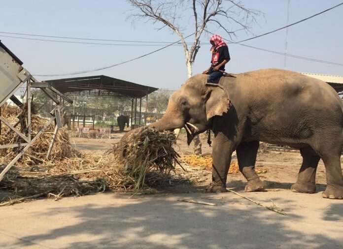 Feeding time for elephants at Ayutthaya Elephant Palace & Royal Kraal on April 2, 2020.