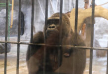 Official Says ‘No Animals Harmed’ In Fire at Controversial Zoo (Photos)