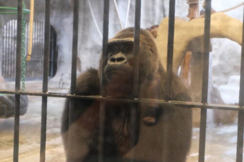 Official Says ‘No Animals Harmed’ In Fire at Controversial Zoo (Photos)