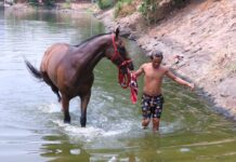 Horse Movement Banned for 90 Days to Contain AHS Outbreak
