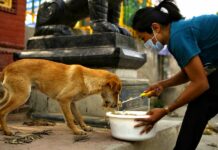 Nepali Animal Group Helps Street Dogs Amid COVID-19 Lockdown