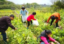 Tired of City Hustle, Chinese Urbanites Take Up Rural Farming