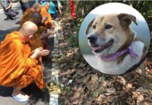 Chiang Mai University’s Mascot Dog ‘Shorty’ Run Over by Car