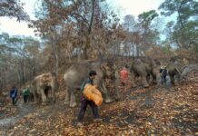 Thai Elephants, Out of Work Due to Coronavirus, Trudge Home
