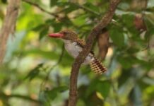 Wildlife Flourishes in Pandemic, National Parks To Stay Closed