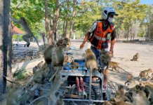 Without Tourists Feeding Them, Starving Monkeys Overrun Hua Hin