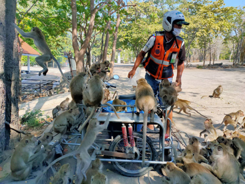 Without Tourists Feeding Them, Starving Monkeys Overrun Hua Hin