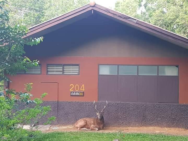 A deer sits in front of a lodge in Khao Yai National Park. Photo: Khao Yai National Park / Facebook