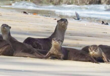 Otters Reconquer Thai Beach in Tourists’ Absence