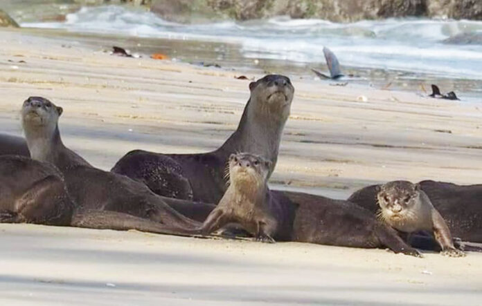 Otters cuddle up on the beach May 29, 2020 on Koh Phayam.