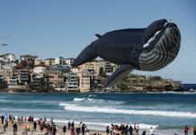 Australian Man Fined After Rescuing Whale Calf