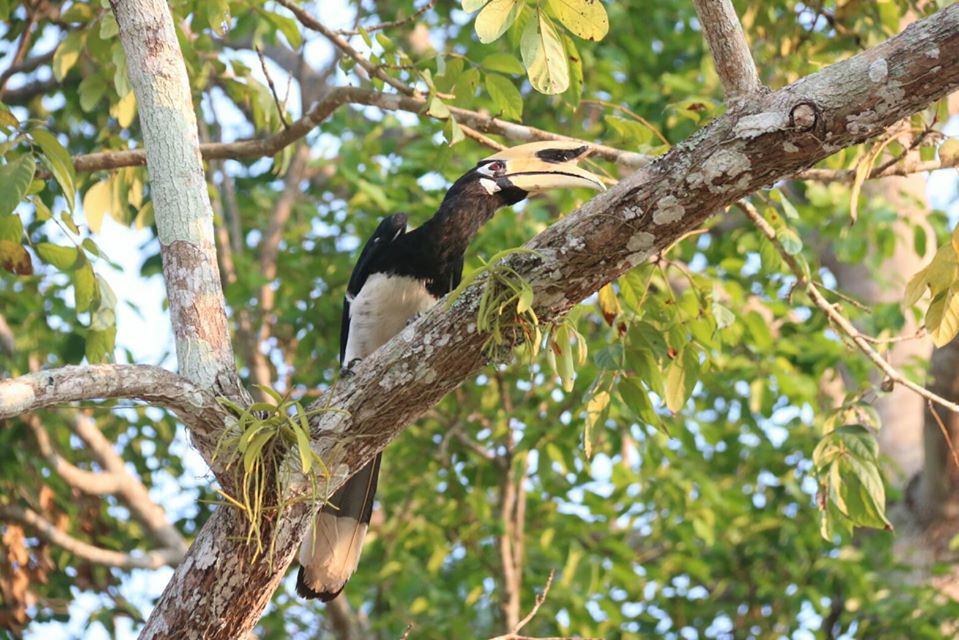 An oriental pied hornbill. Photo: Khao Yai National Park / Facebook
