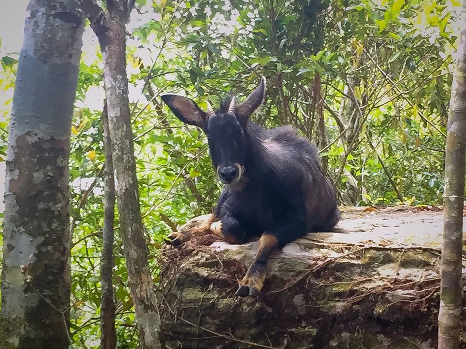 A serow at Khao Yai National Park. Photo: Khao Yai National Park / Facebook