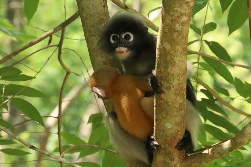 A dusky leaf monkey hangs on to a branch at Kaeng Krachan National Park. Photo: Kaeng Krachan National Park / Facebook