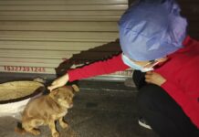 Street Dog Helps See Chinese Nurse Through Virus Traumas