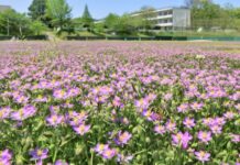 Flowers Unexpectedly Bloom at Japan School Closed by Virus