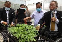 Korat Uni Plants 3,000 Cannabis For Medical Researches