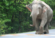 Wild Animals Thrive in Pandemic, But Some are Starving An elephant roams on a road inside Khao Yai National Park. Photo: Khao Yai National Park / Facebook