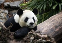 Canada Zoo Returning Pandas to China Due to Bamboo Disruption