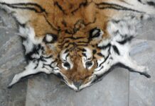 Coronavirus Lockdowns Increase Poaching in Asia, Africa