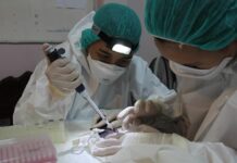 Thailand Hunts for Crowned Bats to Verify If They Carry COVID-19