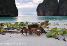 Rare Crab Species Found at Maya Bay After 2 Years of Shutdown