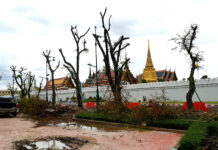 Trees Cut, Moved to Make Way for Grand Palace Tourist Tunnel