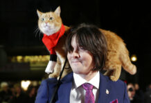 Famous Feline of ‘a Street Cat Named Bob’ Dies at 14-Ish