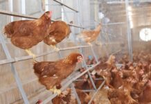 CP Foods Will Double up Cage-Free Production