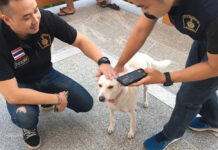 Missing Royal Dog Found by Massive Search Operation Police officers play with Khun Hom Nuan after she is found on Doi Suthep on June 21, 2020.