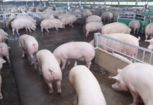 CPF Imposes Strict Animal Welfare Standards on Livestock and Aquaculture Value Chains