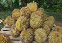Thailand Develops Odour-Proof Boxes for Durian Shipping A file photo of durians.